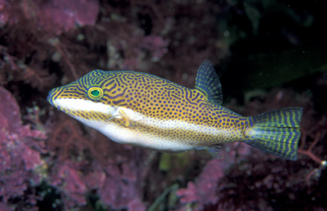 Canthigaster callisterna